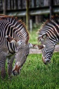 Close-up of zebras on field