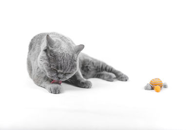 Close-up of a cat against white background