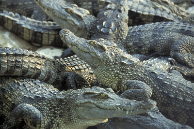 Close-up of crocodile