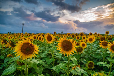 sunflower