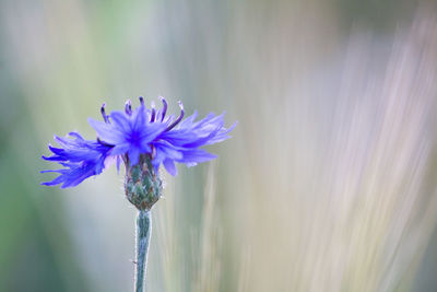 Close-up of purple flowers