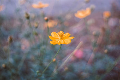 Close-up of yellow cosmos flower on field