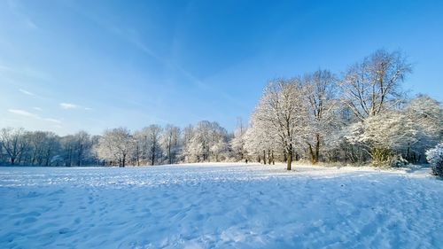 Trees on snow covered field against sky