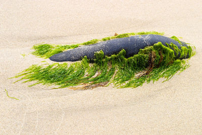 High angle view of vegetables on sand