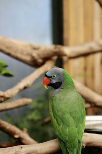 Close-up of parrot