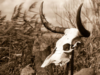 Close-up of animal skull