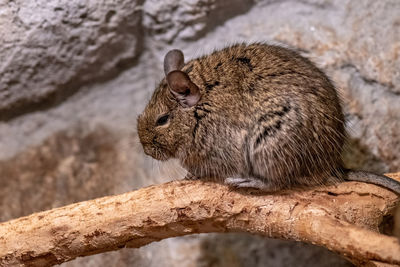 Close-up of squirrel sitting on tree