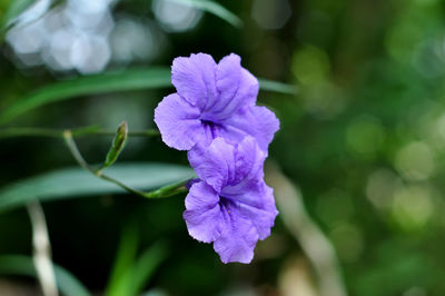 flowering plant