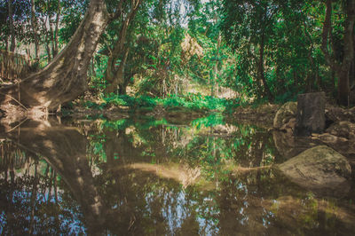 Scenic view of lake in forest