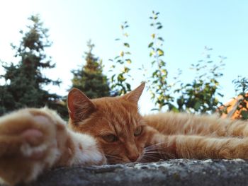 Portrait of cat relaxing on tree