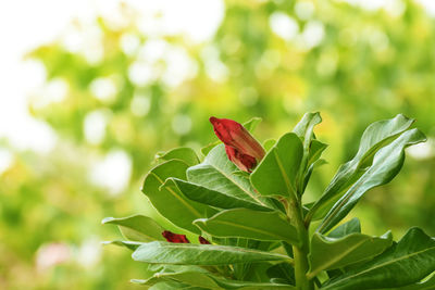 Close-up of red flower on plant