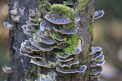 Close-up of mushrooms growing on tree trunk