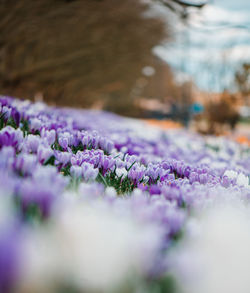 Close-up of purple crocus flowers