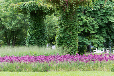 View of flowering plants in garden