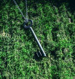 High angle view of plant on field