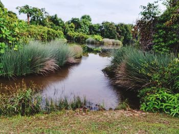 Scenic view of lake in forest against sky