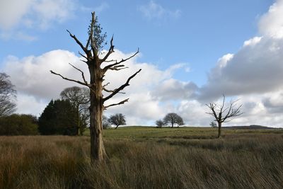 Bare tree on field against sky