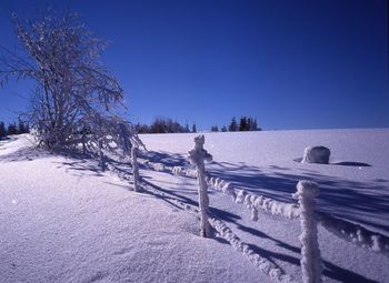 Snow covered tree with sky in background