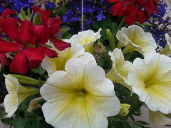 Close-up of flowers