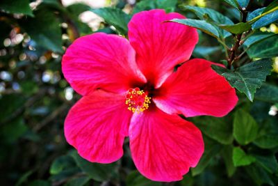 Close-up of red flower