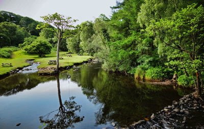 Scenic view of river in forest against sky