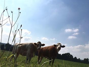 Cows standing on field against sky