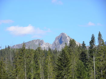 Panoramic view of trees and mountains against sky