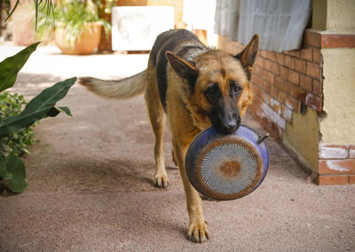 German shepherd outdoors