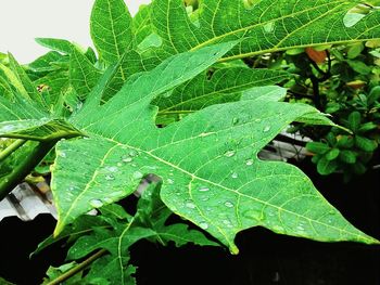 Close-up of leaves