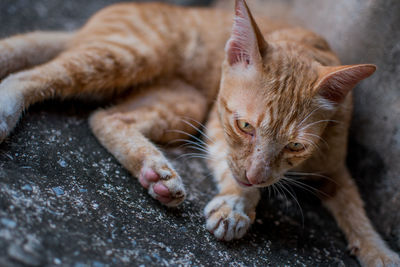 Close-up of a cat lying down