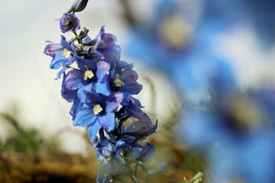 Close-up of fresh purple flowers blooming outdoors