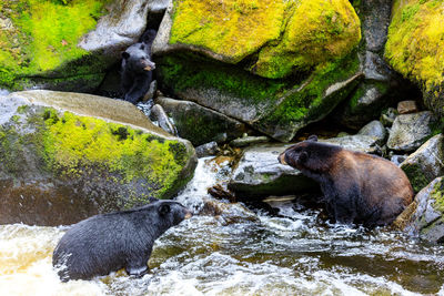 Bears fishing on aman river in alaska