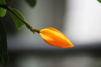 Close-up of orange fruit on plant