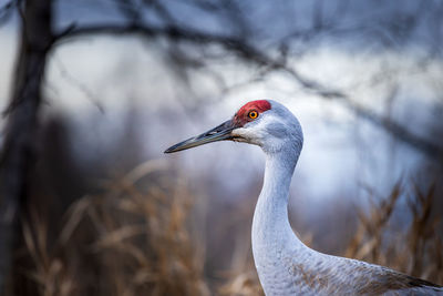 Close-up of a bird