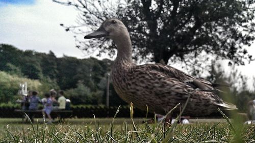 Birds on grass