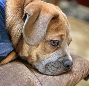 Close-up portrait of a dog