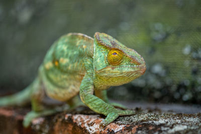 Close-up of lizard on rock