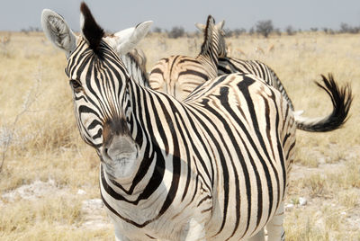 Zebra standing on grass