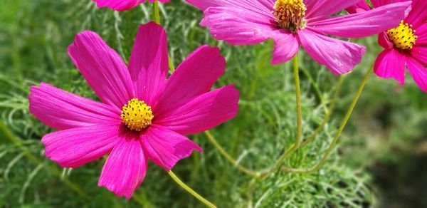 Close-up of pink cosmos flower on field