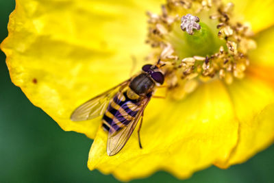 Close-up of butterfly pollinating on yellow flower