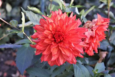 Close-up of red dahlia