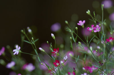 Close-up of pink flowering plants on field