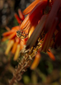 Close-up of bee on flower