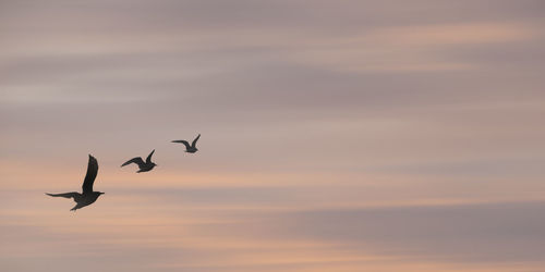 Silhouette birds flying in sky