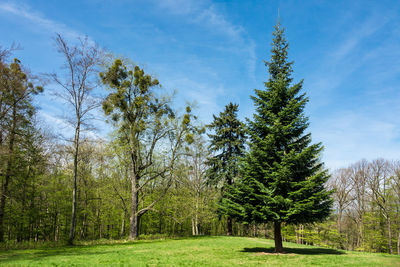 Trees in park against sky