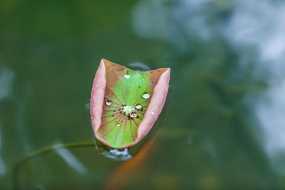 Close-up of lotus water lily in pond