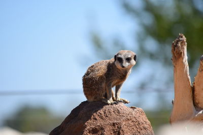 Close-up of meerkat