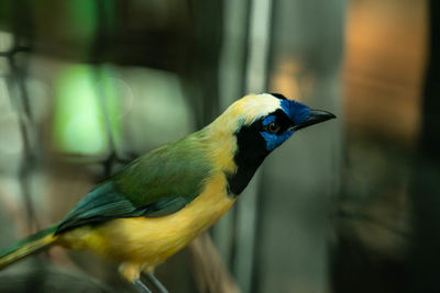 Close-up of a bird