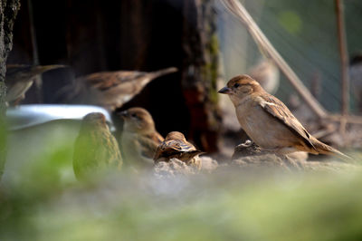 Sparrows in the zoo of leipzig