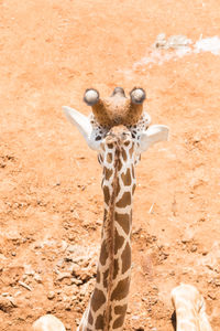 Portrait of giraffe close up